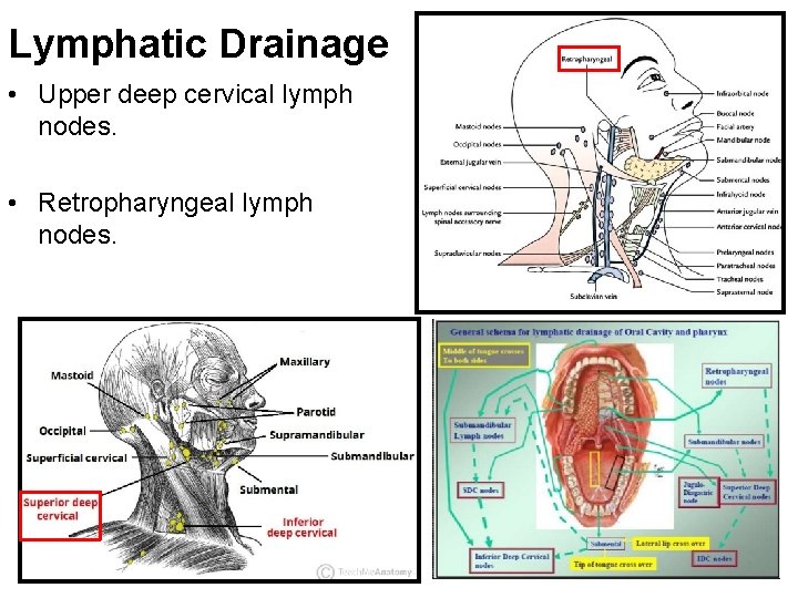 Lymphatic Drainage • Upper deep cervical lymph nodes. • Retropharyngeal lymph nodes. 