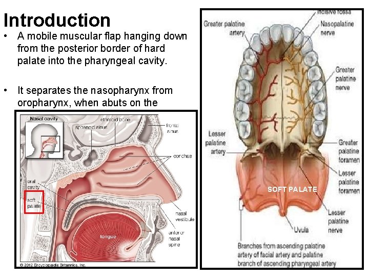 Introduction • A mobile muscular flap hanging down from the posterior border of hard