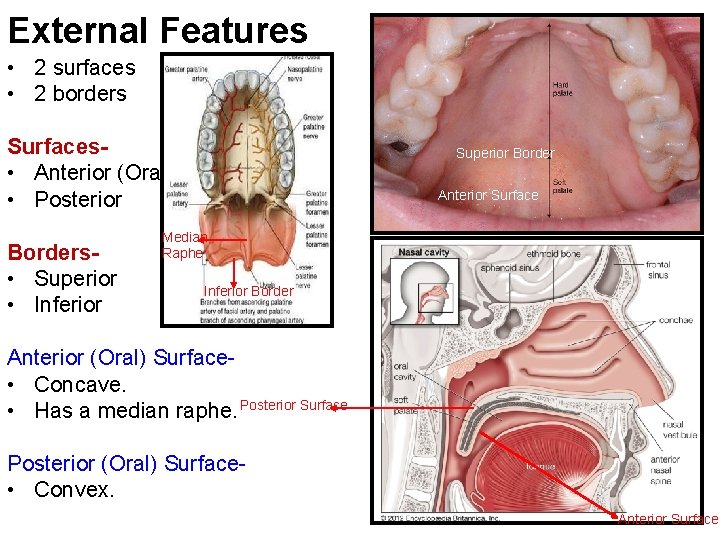 External Features • 2 surfaces • 2 borders Surfaces • Anterior (Oral) • Posterior