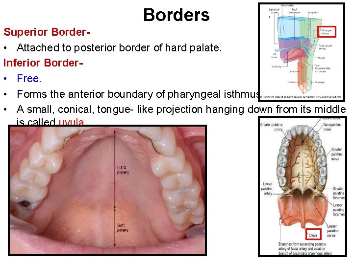 Borders Superior Border • Attached to posterior border of hard palate. Inferior Border •