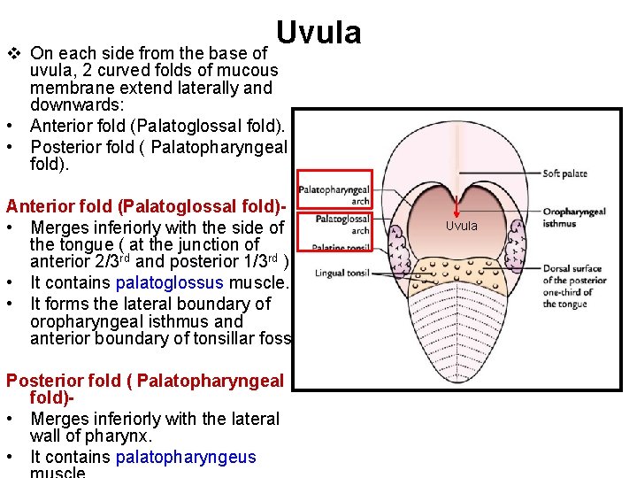 Uvula v On each side from the base of uvula, 2 curved folds of