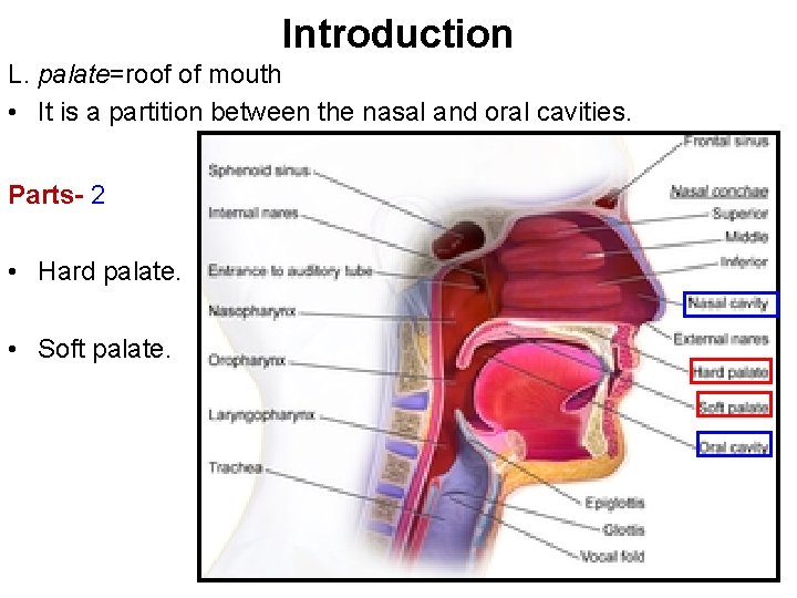 Introduction L. palate=roof of mouth • It is a partition between the nasal and