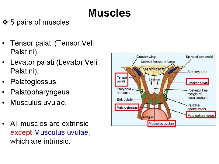 v 5 pairs of muscles: Muscles • Tensor palati (Tensor Veli Palatini). • Levator