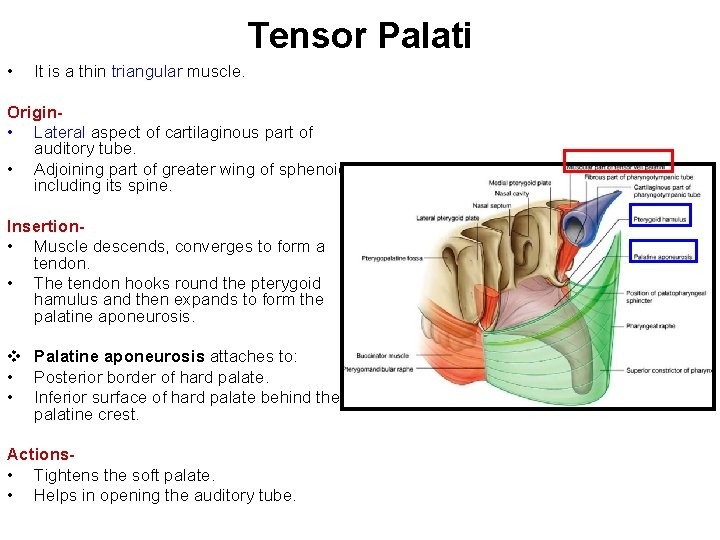 Tensor Palati • It is a thin triangular muscle. Origin • Lateral aspect of