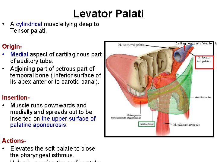 Levator Palati • A cylindrical muscle lying deep to Tensor palati. Origin • Medial
