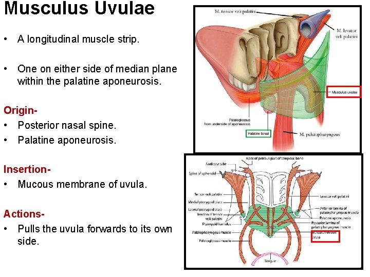 Musculus Uvulae • A longitudinal muscle strip. • One on either side of median