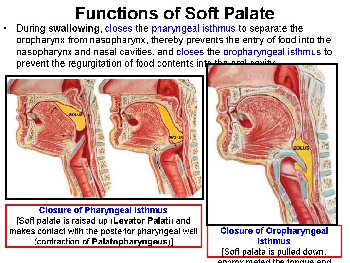 Functions of Soft Palate • During swallowing, closes the pharyngeal isthmus to separate the