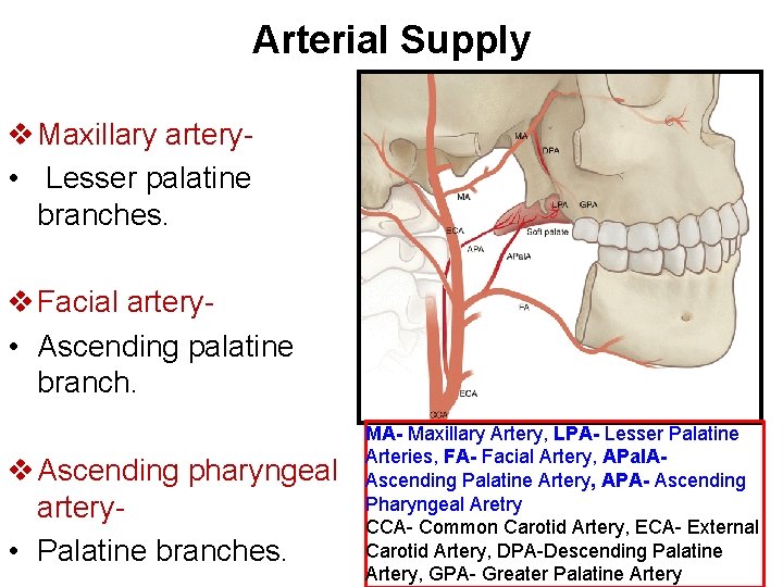 Arterial Supply v Maxillary artery • Lesser palatine branches. v Facial artery • Ascending