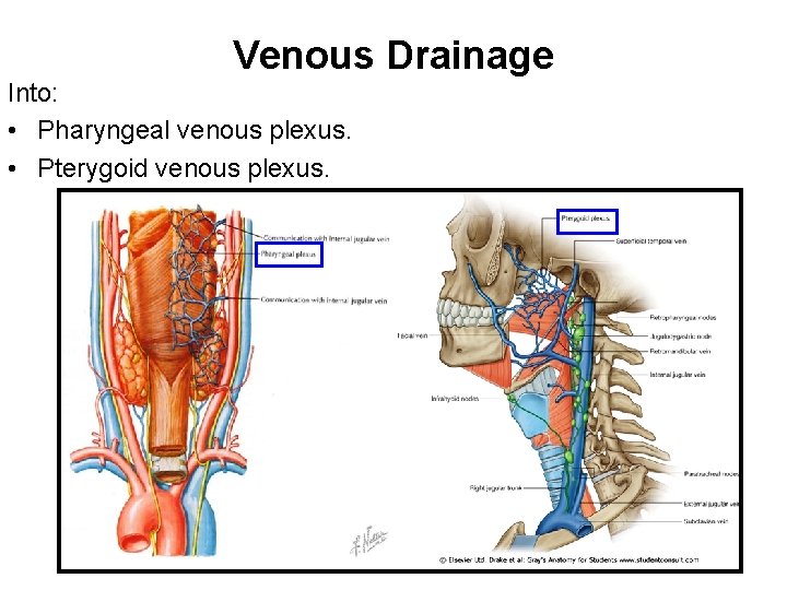 Venous Drainage Into: • Pharyngeal venous plexus. • Pterygoid venous plexus. 