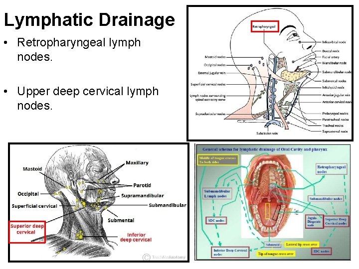 Lymphatic Drainage • Retropharyngeal lymph nodes. • Upper deep cervical lymph nodes. 