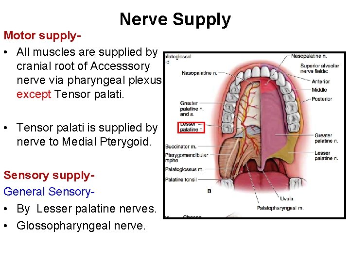 Nerve Supply Motor supply • All muscles are supplied by cranial root of Accesssory
