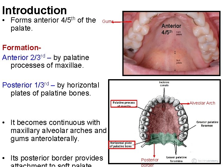 Introduction • Forms anterior 4/5 th of the palate. Gums Anterior 4/5 th Formation.