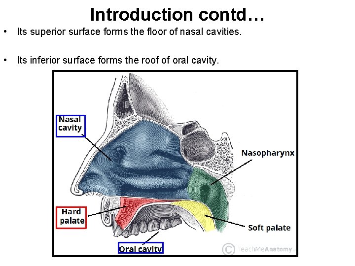 Introduction contd… • Its superior surface forms the floor of nasal cavities. • Its