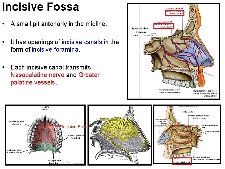 Incisive Fossa • A small pit anteriorly in the midline. • It has openings