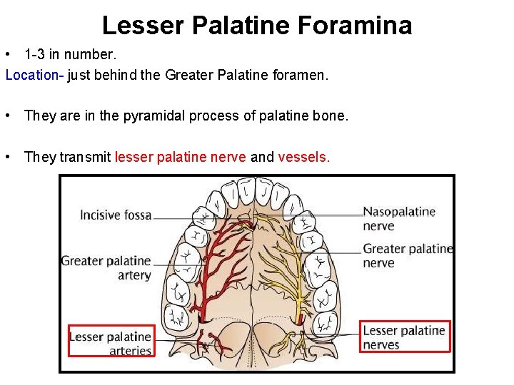 Lesser Palatine Foramina • 1 -3 in number. Location- just behind the Greater Palatine