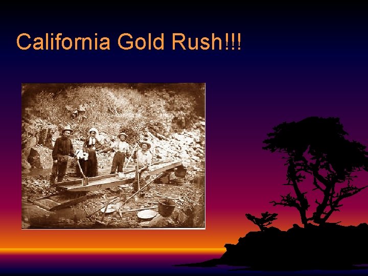 California Gold Rush!!! 
