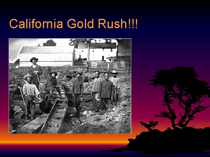 California Gold Rush!!! 