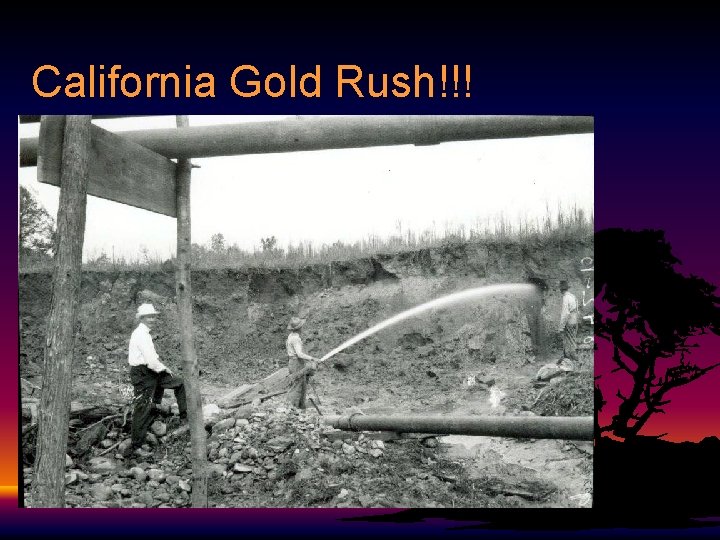 California Gold Rush!!! 