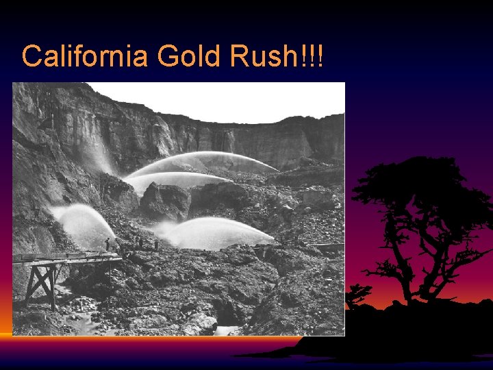 California Gold Rush!!! 