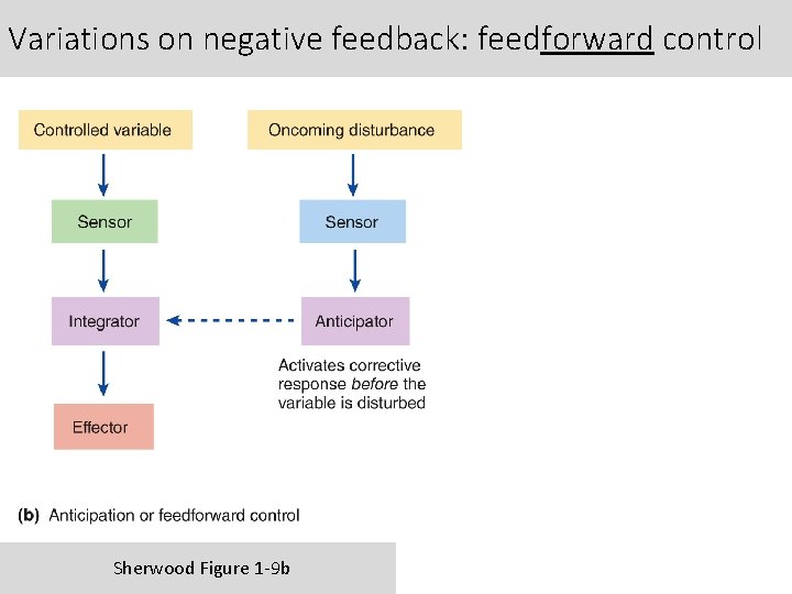 Variations on negative feedback: feedforward control Sherwood Figure 1 -9 b 