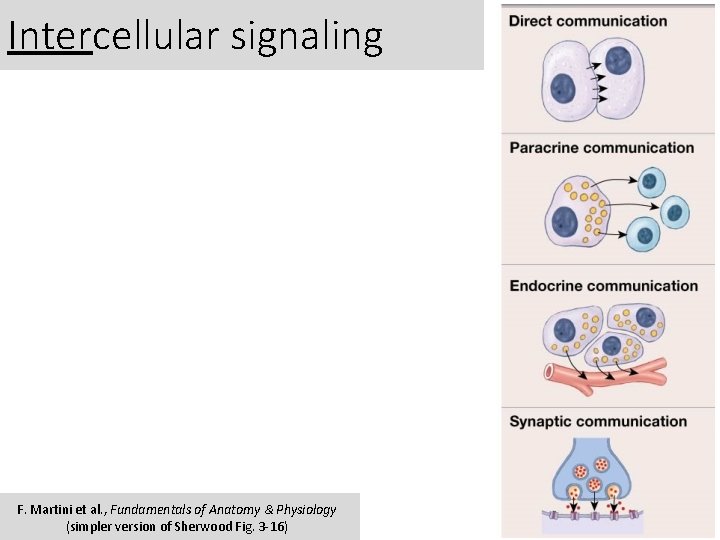 Intercellular signaling F. Martini et al. , Fundamentals of Anatomy & Physiology (simpler version