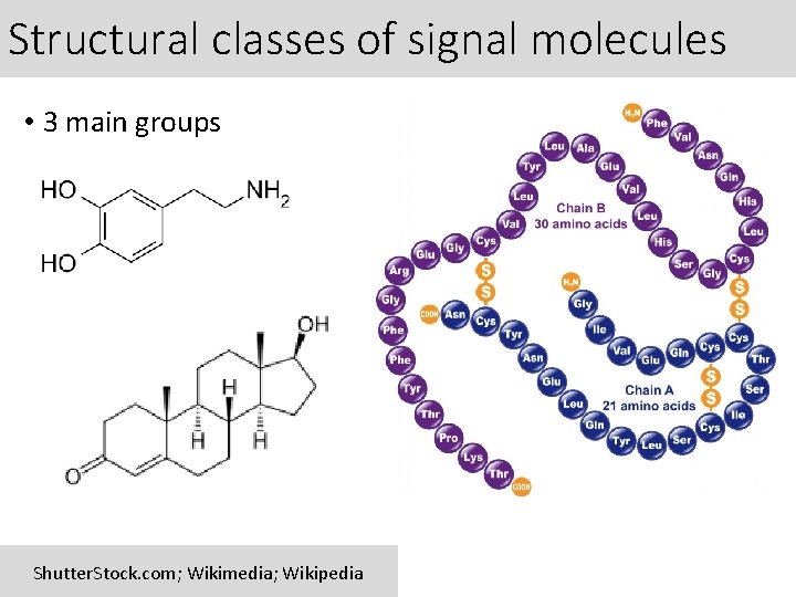 Structural classes of signal molecules • 3 main groups Shutter. Stock. com; Wikimedia; Wikipedia