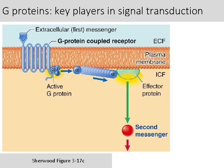 G proteins: key players in signal transduction Sherwood Figure 3 -17 c 