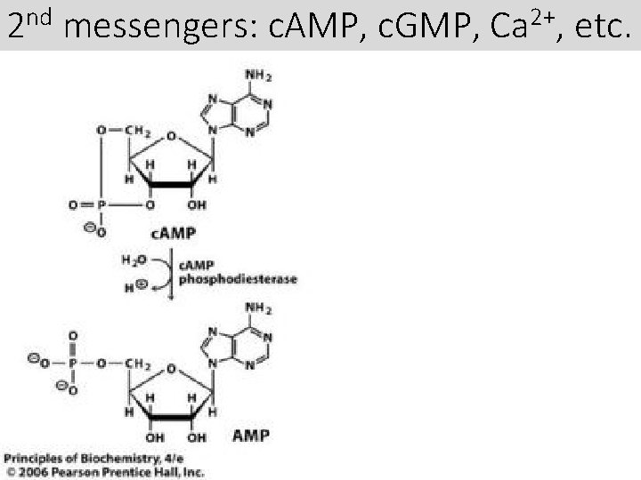 2 nd messengers: c. AMP, c. GMP, Ca 2+, etc. 