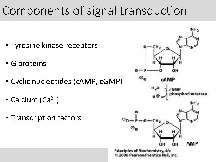 Components of signal transduction • Tyrosine kinase receptors • G proteins • Cyclic nucleotides