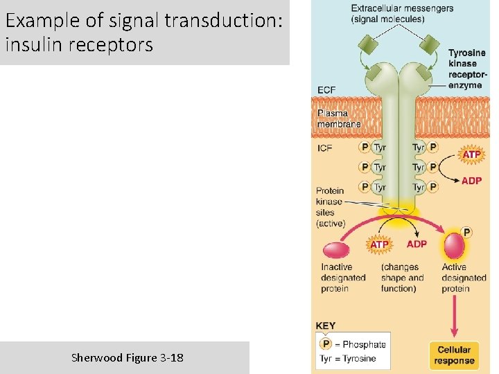 Example of signal transduction: insulin receptors Sherwood Figure 3 -18 