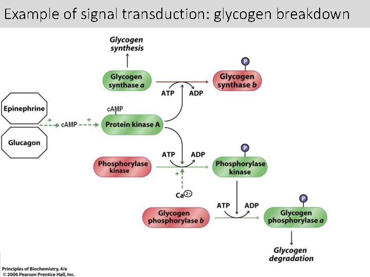 Example of signal transduction: glycogen breakdown 