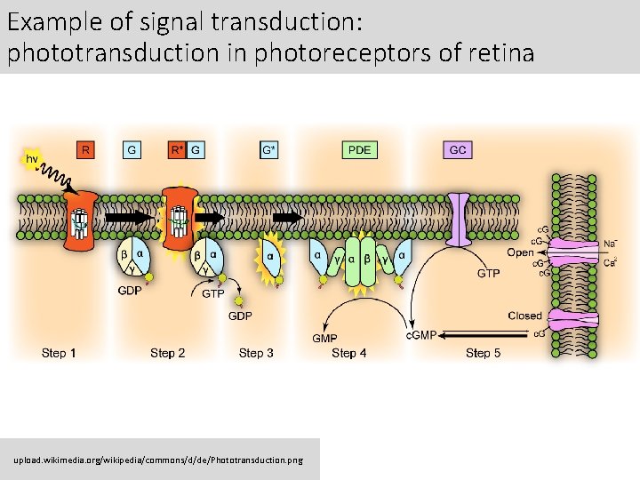 Example of signal transduction: phototransduction in photoreceptors of retina upload. wikimedia. org/wikipedia/commons/d/de/Phototransduction. png 