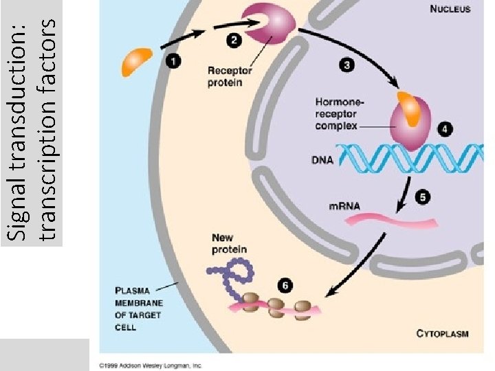 Signal transduction: transcription factors 