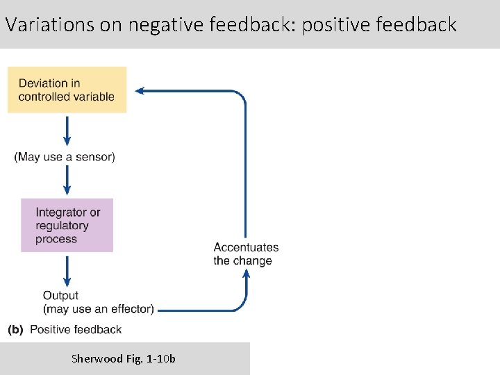 Variations on negative feedback: positive feedback Sherwood Fig. 1 -10 b 