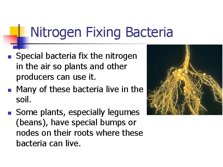 Nitrogen Fixing Bacteria n n n Special bacteria fix the nitrogen in the air