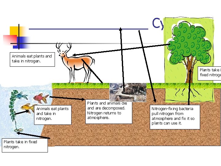 _________ Cycle Animals eat plants and take in nitrogen. Plants take i fixed nitroge