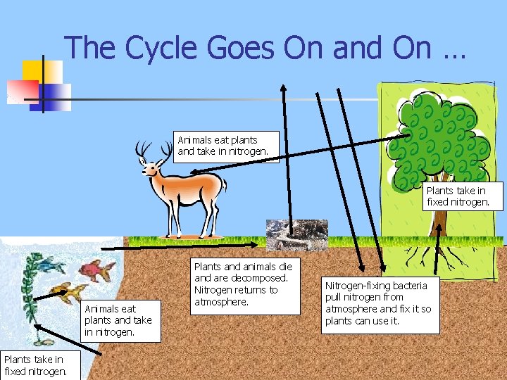 The Cycle Goes On and On … Animals eat plants and take in nitrogen.