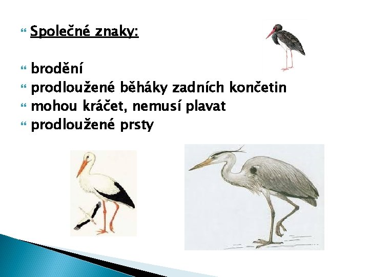  Společné znaky: brodění prodloužené běháky zadních končetin mohou kráčet, nemusí plavat prodloužené prsty