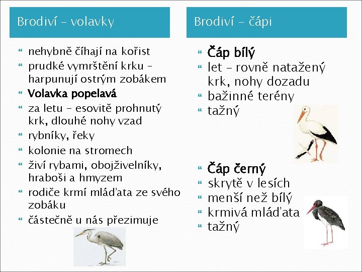 Brodiví – volavky nehybně číhají na kořist prudké vymrštění krku – harpunují ostrým zobákem