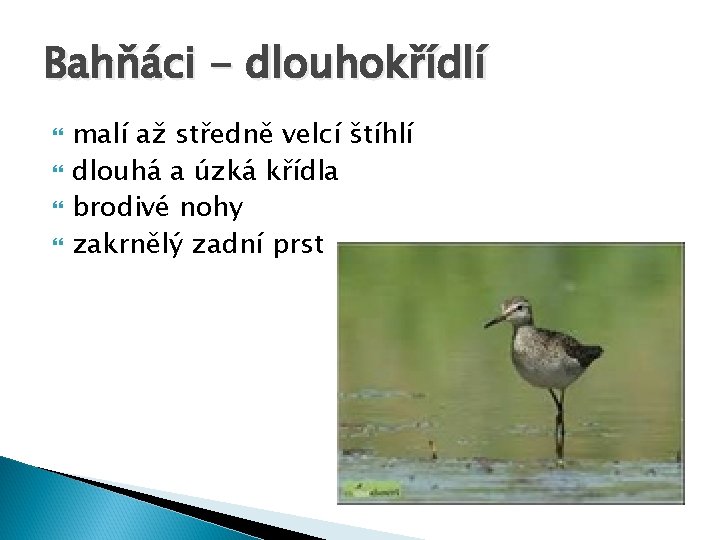 Bahňáci - dlouhokřídlí malí až středně velcí štíhlí dlouhá a úzká křídla brodivé nohy