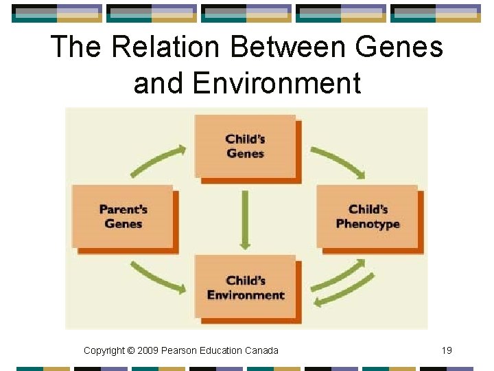 The Relation Between Genes and Environment Copyright © 2009 Pearson Education Canada 19 
