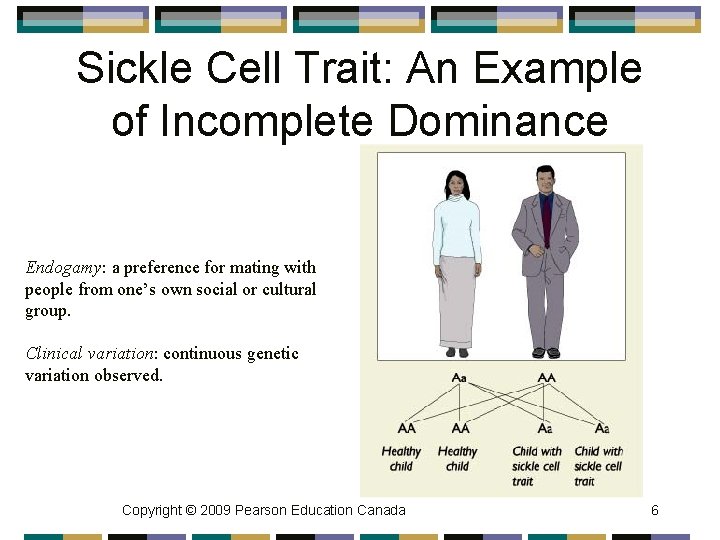 Sickle Cell Trait: An Example of Incomplete Dominance Endogamy: a preference for mating with