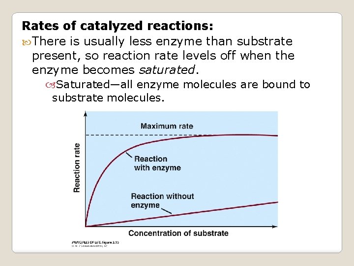 Rates of catalyzed reactions: There is usually less enzyme than substrate present, so reaction