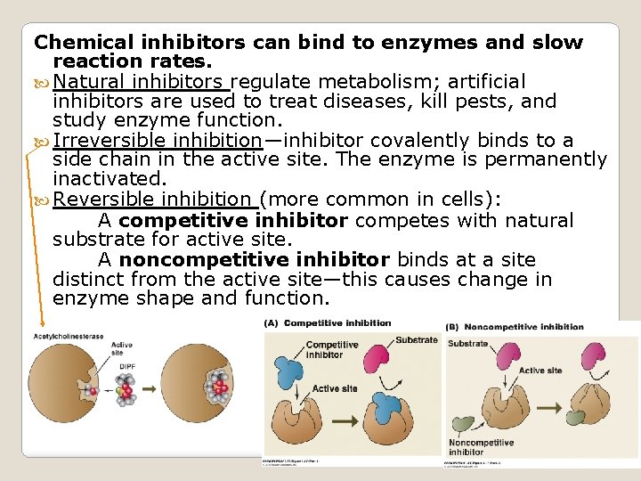 Chemical inhibitors can bind to enzymes and slow reaction rates. Natural inhibitors regulate metabolism;