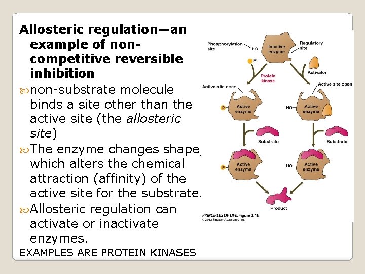 Allosteric regulation—an example of noncompetitive reversible inhibition non-substrate molecule binds a site other than