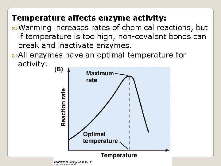 Temperature affects enzyme activity: Warming increases rates of chemical reactions, but if temperature is