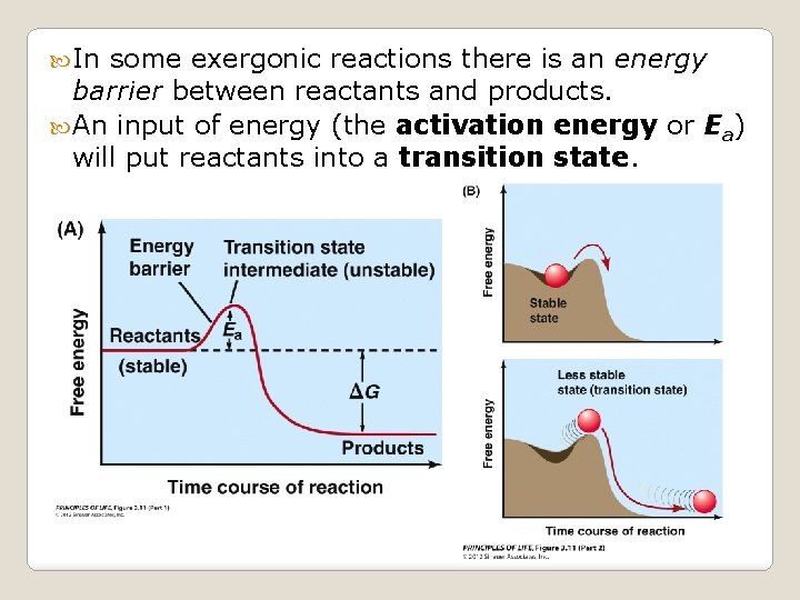  In some exergonic reactions there is an energy barrier between reactants and products.