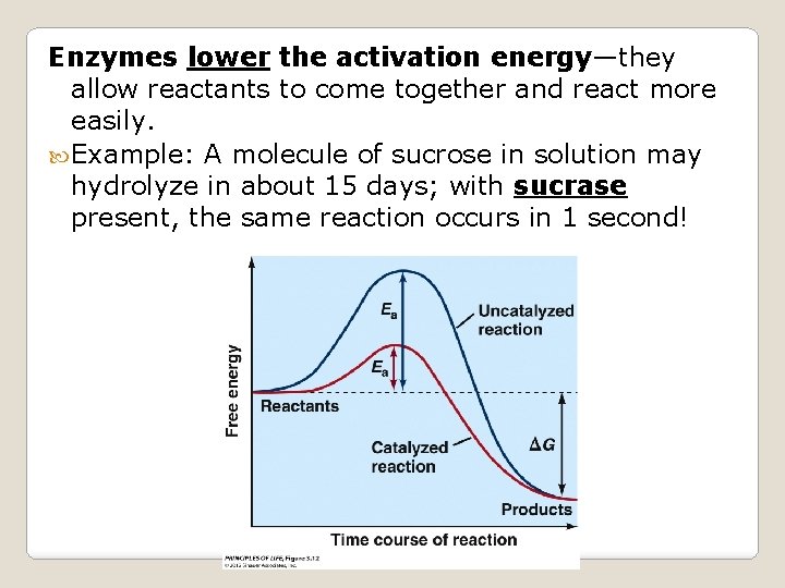 Enzymes lower the activation energy—they allow reactants to come together and react more easily.