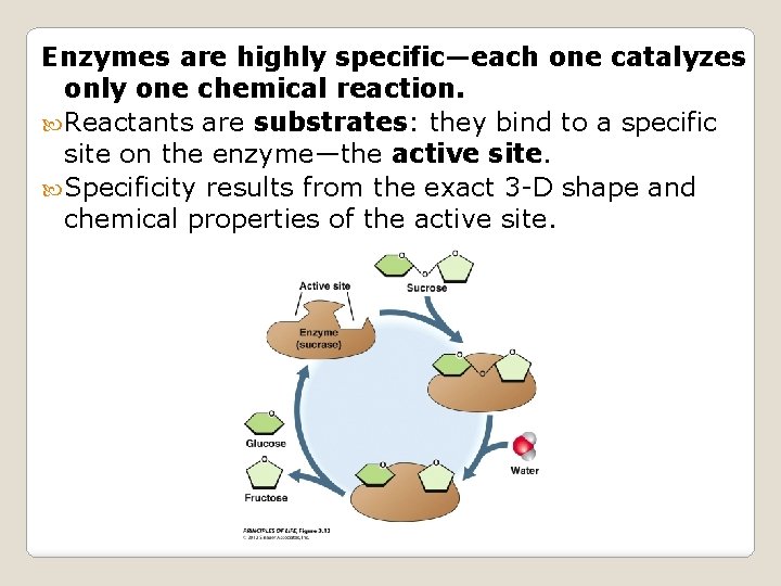 Enzymes are highly specific—each one catalyzes only one chemical reaction. Reactants are substrates: they