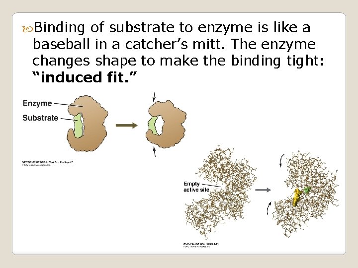  Binding of substrate to enzyme is like a baseball in a catcher’s mitt.